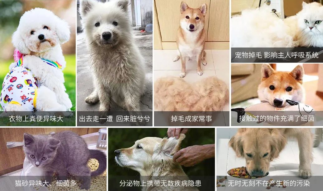 寵物氣味彌漫整個(gè)屋子，潔匠凈化教您如何除味.jpg